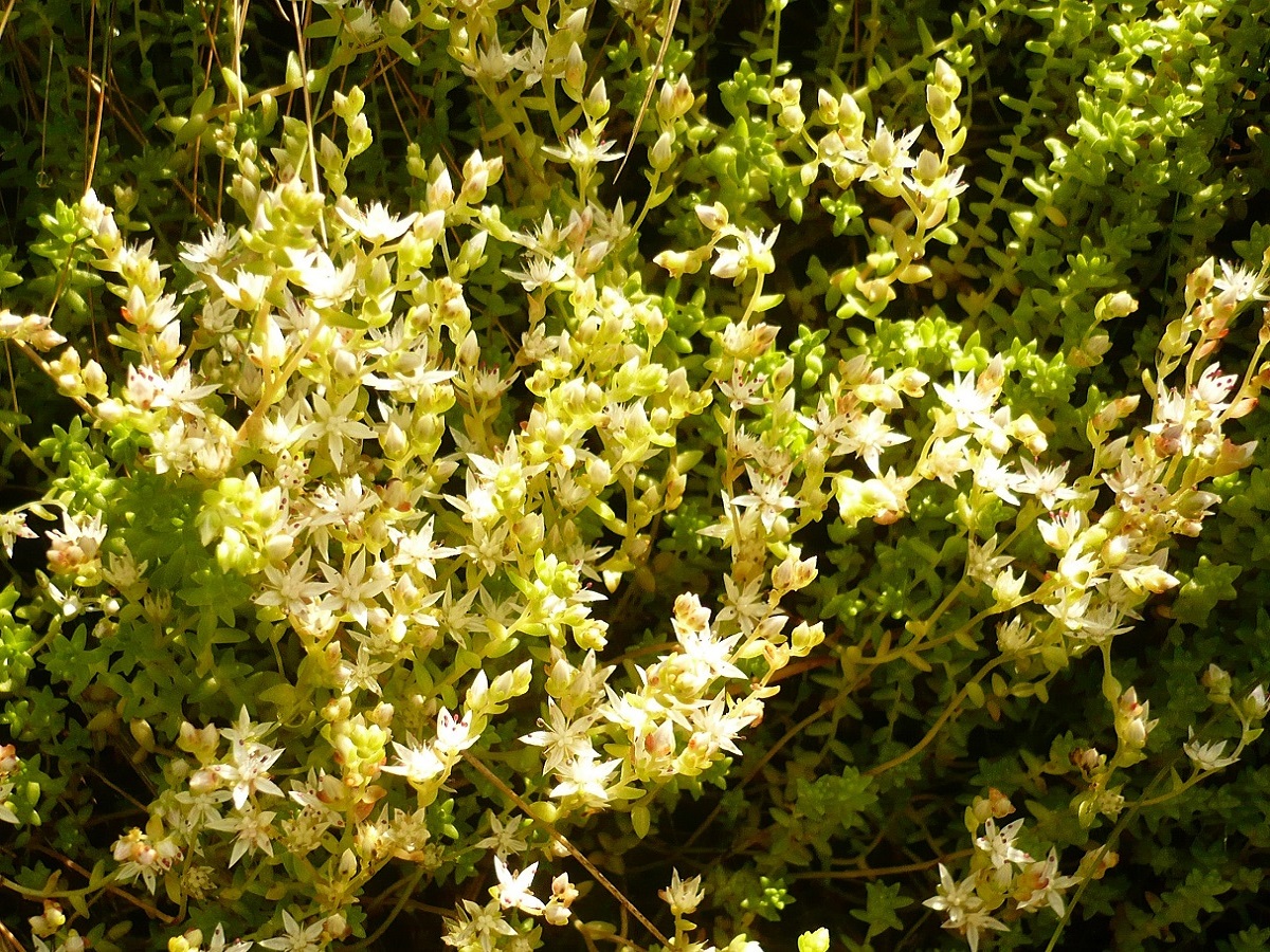 Sedum anglicum subsp. pyrenaicum (Crassulaceae)